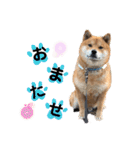 柴犬 凛くん（個別スタンプ：10）