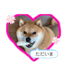 柴犬 凛くん（個別スタンプ：11）