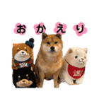 柴犬 凛くん（個別スタンプ：12）
