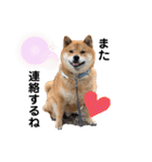 柴犬 凛くん（個別スタンプ：13）