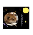 柴犬 凛くん（個別スタンプ：14）