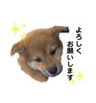 柴犬 凛くん（個別スタンプ：15）