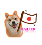 柴犬 凛くん（個別スタンプ：16）