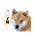 柴犬 凛くん（個別スタンプ：17）