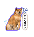 柴犬 凛くん（個別スタンプ：18）