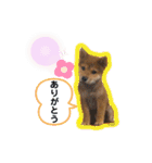 柴犬 凛くん（個別スタンプ：19）
