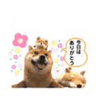 柴犬 凛くん（個別スタンプ：20）