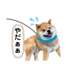 柴犬 凛くん（個別スタンプ：21）