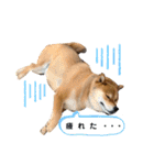 柴犬 凛くん（個別スタンプ：22）