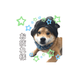 柴犬 凛くん（個別スタンプ：23）