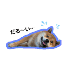 柴犬 凛くん（個別スタンプ：25）