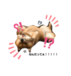 柴犬 凛くん（個別スタンプ：27）
