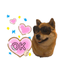柴犬 凛くん（個別スタンプ：28）