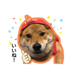 柴犬 凛くん（個別スタンプ：29）