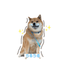 柴犬 凛くん（個別スタンプ：31）