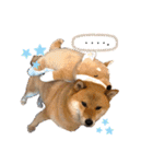 柴犬 凛くん（個別スタンプ：32）