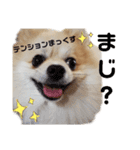 もこりくスタンプ②（個別スタンプ：13）