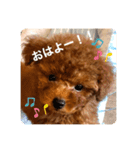 トイプーのおこげ（個別スタンプ：1）