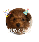 トイプーのおこげ（個別スタンプ：2）