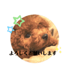 トイプーのおこげ（個別スタンプ：3）