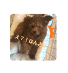 トイプーのおこげ（個別スタンプ：5）