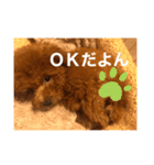 トイプーのおこげ（個別スタンプ：6）