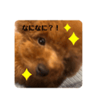トイプーのおこげ（個別スタンプ：8）