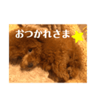 トイプーのおこげ（個別スタンプ：12）