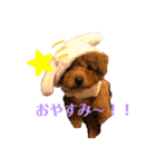 トイプーのおこげ（個別スタンプ：13）