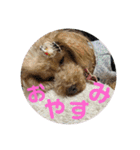 わんこスタンプ❤️（AKLN）（個別スタンプ：3）