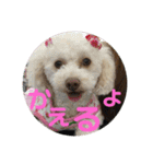 わんこスタンプ❤️（AKLN）（個別スタンプ：8）