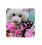 わんこスタンプ❤️（AKLN）（個別スタンプ：10）