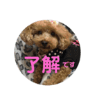 わんこスタンプ❤️（AKLN）（個別スタンプ：11）