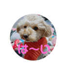 わんこスタンプ❤️（AKLN）（個別スタンプ：14）