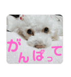 わんこスタンプ❤️（AKLN）（個別スタンプ：19）