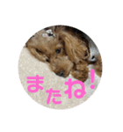 わんこスタンプ❤️（AKLN）（個別スタンプ：20）