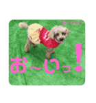わんこスタンプ❤️（AKLN）（個別スタンプ：22）