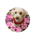 わんこスタンプ❤️（AKLN）（個別スタンプ：23）