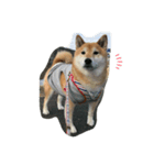 柴犬アンちゃん02（個別スタンプ：1）