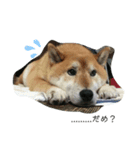柴犬アンちゃん02（個別スタンプ：2）