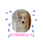 コーギーのゆうな2（個別スタンプ：3）