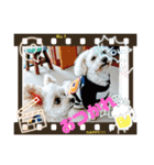 チワプーマルプー5（個別スタンプ：2）