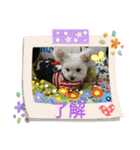 チワプーマルプー5（個別スタンプ：3）