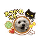 チワプーマルプー5（個別スタンプ：9）