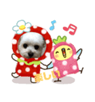 チワプーマルプー5（個別スタンプ：10）