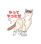 ねこねこフェスタ（応援バージョン）（個別スタンプ：1）