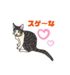 ねこねこフェスタ（応援バージョン）（個別スタンプ：6）