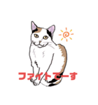 ねこねこフェスタ（応援バージョン）（個別スタンプ：7）