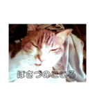 猫と蝶のまったりしたスタンプ2（個別スタンプ：3）