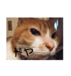 猫と蝶のまったりしたスタンプ2（個別スタンプ：5）
